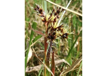 Wiesen-Hainsimse (Luzula campestris) - © Bernard Wieser